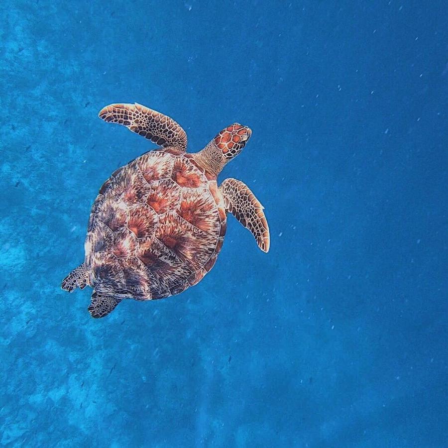 Medhufaru Inn Guraidhoo (Kaafu Atoll) Dış mekan fotoğraf